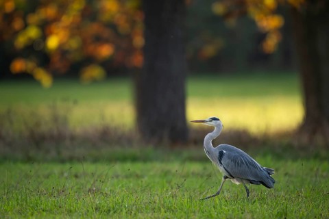 Grey heron (Ardea cinerea), animal portrait, autumn trees, Rosensteinpark, Stuttgart,