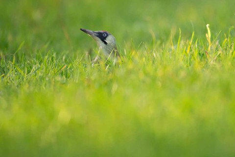 Green woodpecker (Picus viridis) in the grass, young bird foraging in meadow, Rosensteinpark,