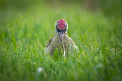 Green woodpecker (Picus viridis), young bird foraging in meadow, Rosensteinpark, Stuttgart,