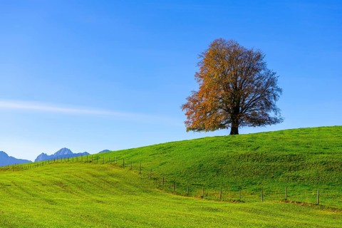 Large tree on a hill in front of a clear blue sky, surrounded by green meadows, copper beech (Fagus