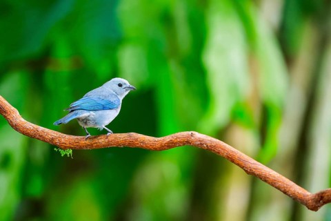 Episcopal Tanager (Thraupis episcopus), Tangare (Thraupidae), Alajuela, Costa Rica, Central America