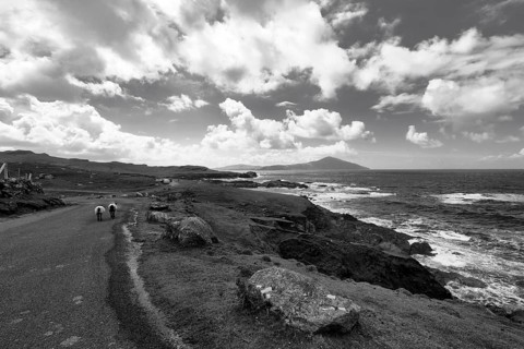 Two sheep walking on panoramic Atlantic Drive, spectacular coastline, monochrome, southern Achill