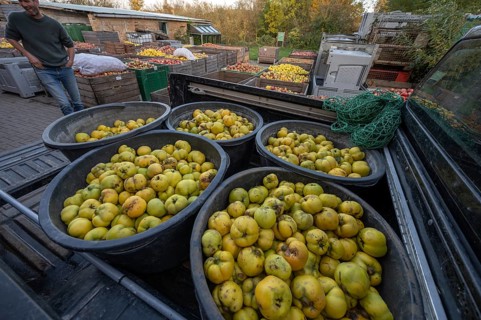Delivery of quinces (Cydonia oblonga) to the yard of a cider factory, Mecklenburg-Western