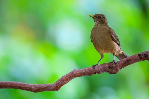 Yellow Thrush (Turdus grayi), Alajuela, Costa Rica, Central America