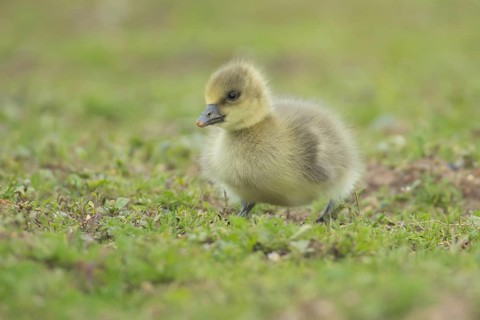 Greylag goose (Anser anser) juvenile baby gosling bird on grassland, England, United Kingdom,