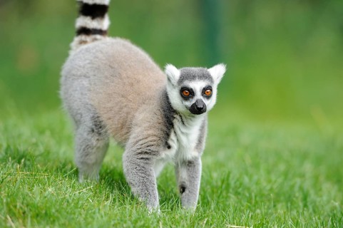 Young lemur looks curiously as it walks through the green grass, Ring-tailed Lemur (Lemur catta),