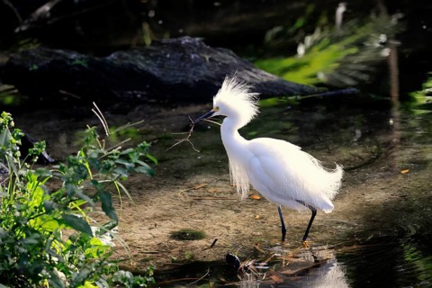 Great Egret (Egretta thula), adult, in breeding plumage, at breeding time, at the water, nesting