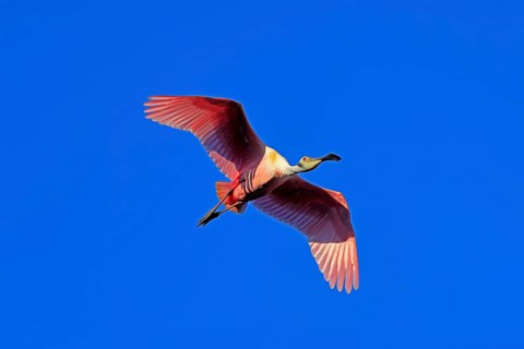 Roseate spoonbill (Platalea ajaja), adult, flying, St. Augustine, Florida, North America, USA,