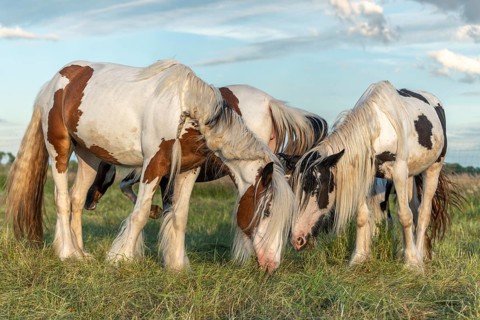 Irish cob horse in a pasture in spring. Lower Rhine, Alsace, France, Europe
