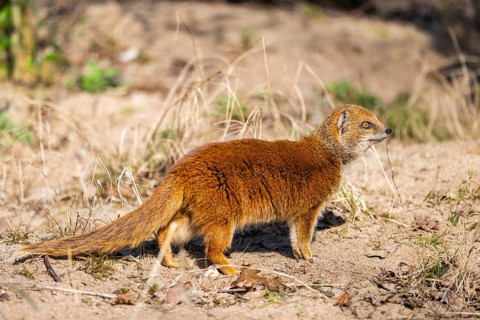 Yellow mongoose (Cynictis penicillata), in the dessert on a sunny day, captive