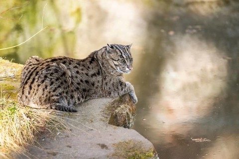 Fishing cat (Prionailurus viverrinus) at the shore of a lake on a sunny day, captive, Germany,