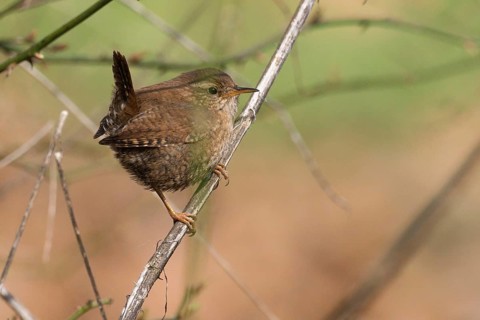 A wren (Troglodytes troglodytes) sitting on a branch in a natural environment, Hesse, Germany,
