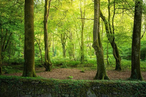 Woodland landscape in Cornwall. In front of it a stone wall, overgrown with ivy. Cornwall, England,