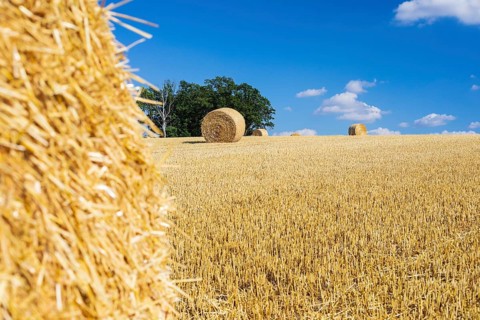 Straw bales on a harvested grain field, stubble field, Nossen, Saxony, Germany, Europe