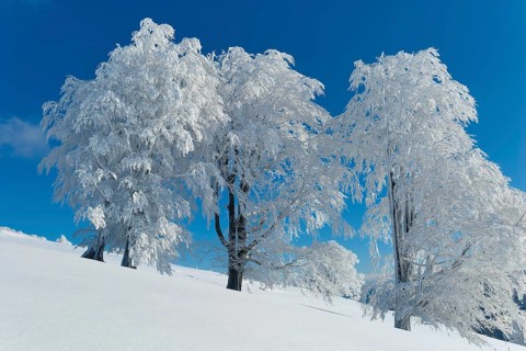Snow-covered beech trees on a hill under a clear blue sky, Schauinsland, Black Forest,
