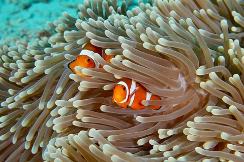Two Ocellaris Clownfish (Amphiprion ocellaris) hiding in the tentacles of a sea anemone in the