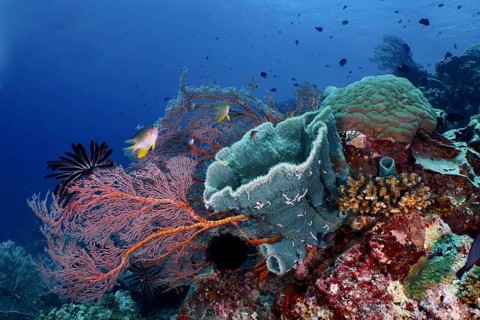 Various marine animals and corals in vivid colours, including spiny tube sponge (Callyspongia