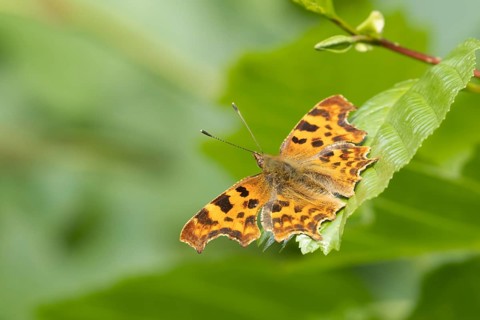 Comma butterfly (Polygonia c-album) adult insect resting on a tree leaf in the summer, England,
