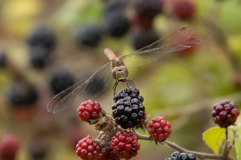Common darter dragonfly (Sympetrum striolatum) adult male insect feeding on a fly on a blackberry