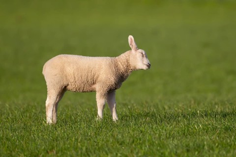 Domestic sheep (Ovis aries) juvenile baby lamb farm animal in a grass field in springtime, England,