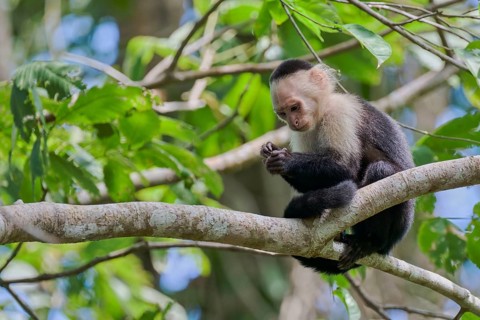 White-shouldered capuchin monkey (Cebus capucinus) Costa Rica