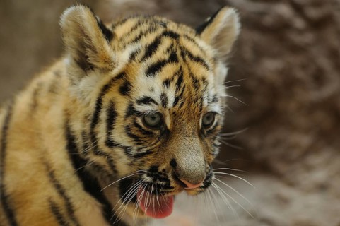 Close-up of a focussed tiger cub with outstretched tongue, Siberian tiger (Panthera tigris