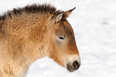 Young Przewalski's horse in the snow, lateral view, peaceful expression, Przewalski's horse (Equus