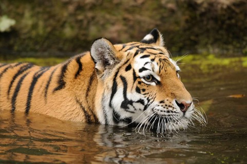 A tiger bathing in water, with a calm and alert expression, Siberian tiger (Panthera tigris