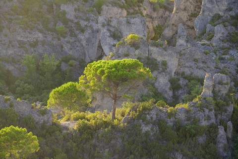 View of rocks and trees in the evening light from the Belvedere, Mourèze, Département Hérault,