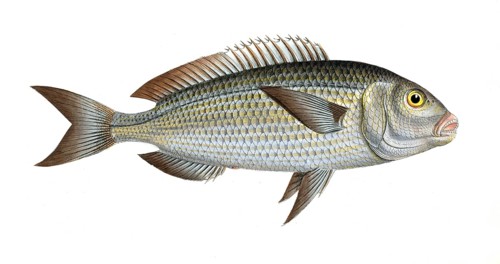 Fish, fish, family of sea bream, Sparus salpa, the Goldlin, Historic, digitally restored