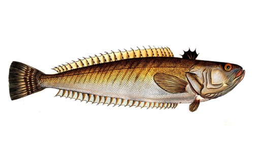 Fish, Fische, Trachinus draco, das Petermännchen, the common weever, Historic, digitally restored