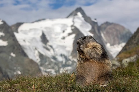 One adult Alpine Marmot, Marmota marmota, sitting in front of the Grossglockner mountain in bright