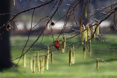 Hazelnut tree, winter, Germany, Europe
