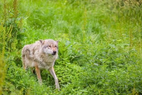A submissive eurasian gray wolf (Canis lupus lupus) anxiously watches the higher-ranking wolves