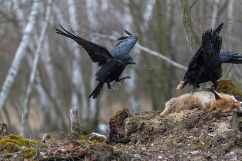Two common raven (Corvus corax), fighting and feeding on the carcass of a red fox lying on stones