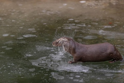 One Eurasian otter (Lutra lutra), emerging between the ice in a frozen river. Shaking off the water