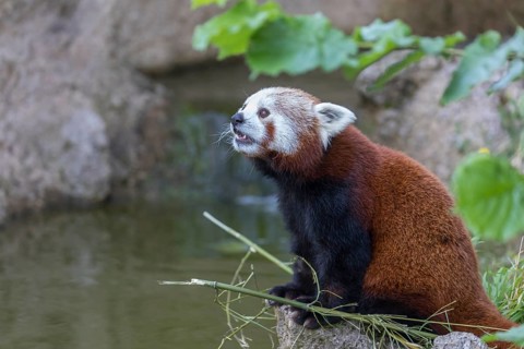 One red panda, Ailurus fulgens, sitting riverside on a rock, framed by green leafs. Some bamboo