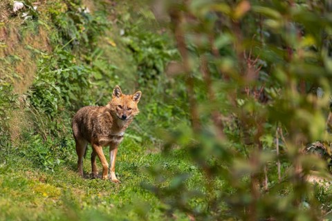 One golden jackal (Canis aureus) walking through dense green vegetation