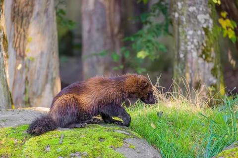 A wolverine (Gulo gulo) sits on a moss covered rock at a forest edge