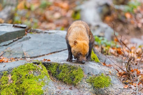 One Bush dog (Speothos venaticus) walking thru deforested area with dead leaves on the hilly ground