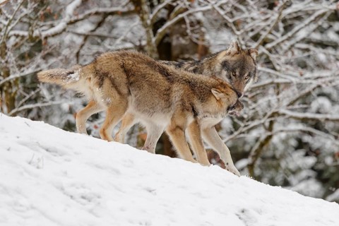 A young grey wolf (Canis lupus lupus) plays with its father on the sloping, snow-covered meadow on