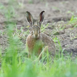European hare (Lepus europaeus) sitting on a freshly harrowed field, looking into the camera, North