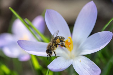 Elfin crocus (Crocus tommasinianus) with honey bee (Apis mellifera), Emsland, Lower Saxony,