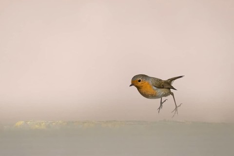 A robin (Erithacus rubecula) hovering in the air against a subtle beige background, jumping from a