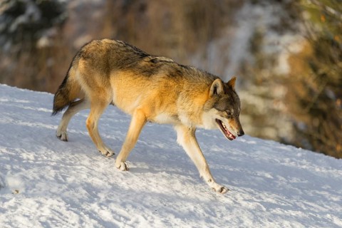 An adult female grey wolf (Canis lupus lupus) runs across the sloping, snow-covered meadow at the