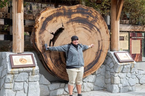 Yosemite National Park, California - The Mariposa Grove of Giant Sequoias (Sequoiadendron