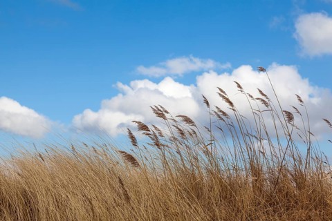 Wind-blown tall grass under a blue sky with white clouds, reeds, North Sea, Schleswig-Holstein,