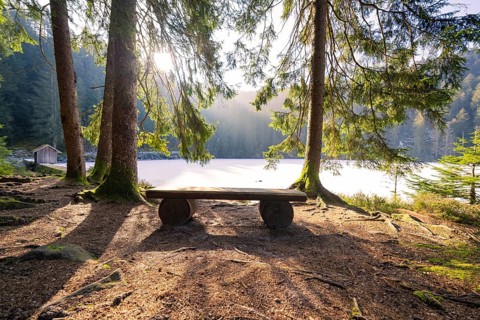 A shady seat in the forest with a view of a lake, soft sunlight filters through the trees,