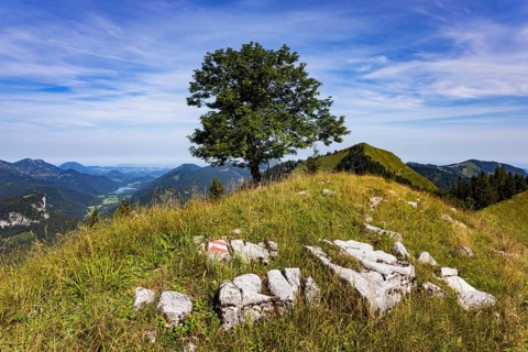 Sycamore maple on the hiking trail to the Königsberger Horn, Osterhorn group, Salzkammergut,