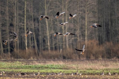 Bean geese (Anser fabalis), flying, Emsland, Lower Saxony, Germany, Europe